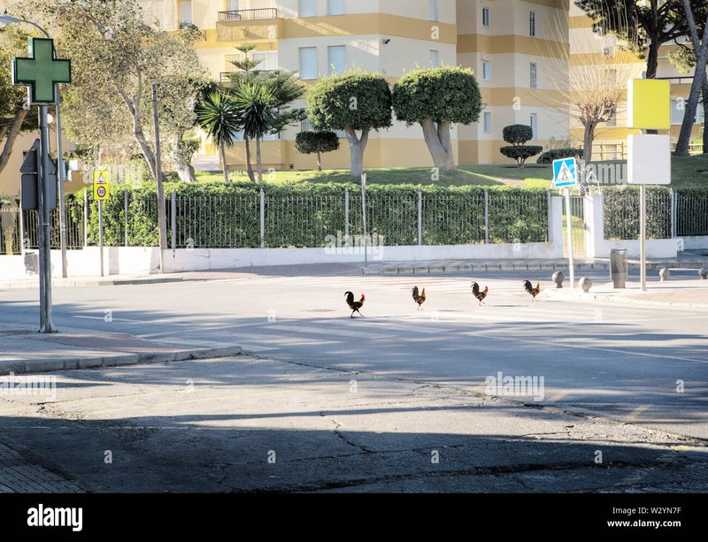 Descubre el Misterio detrás del Camino del Pollo en la Costa Española, chicken road