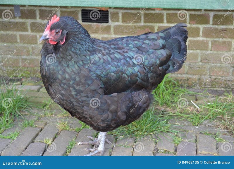 Netherlands - chicken road gokkast